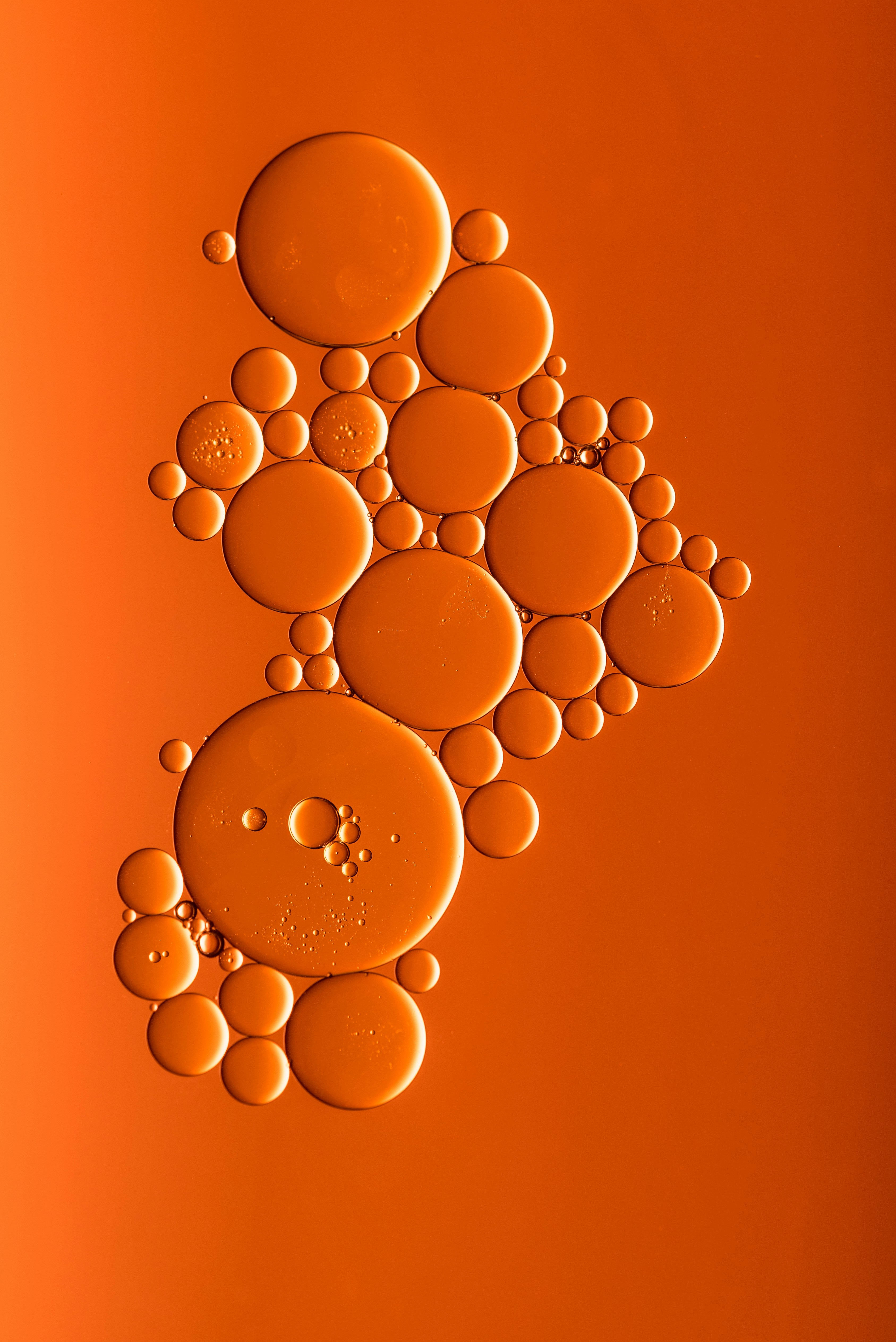 Kvasinky Galactomyces